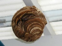 スズメバチの巣後期画像