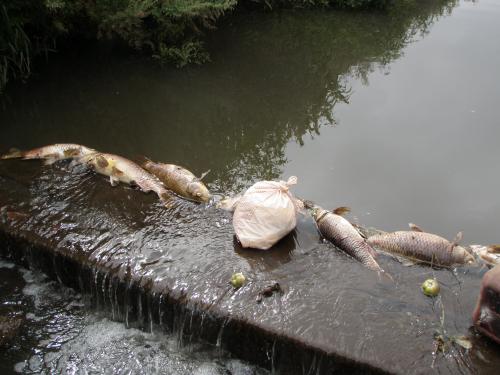 魚が酸欠で死亡した川