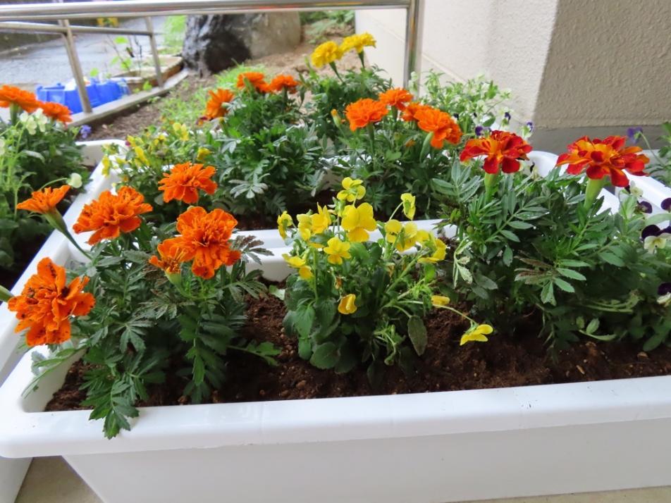 人権の花