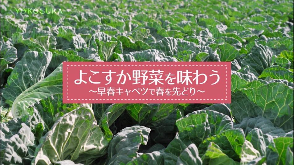 よこすか野菜