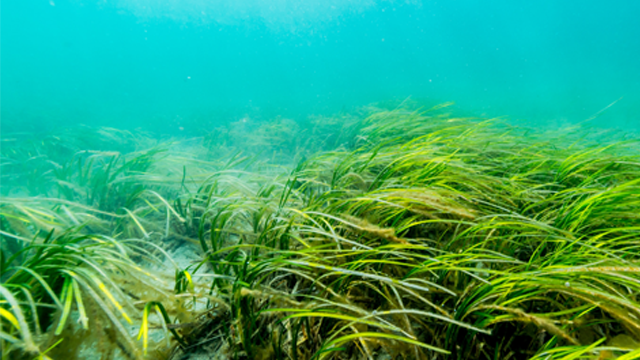 アマモ苗植付けイベント＠城ヶ島