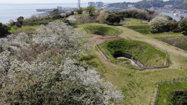 千代ヶ崎砲台跡さくらまつり
