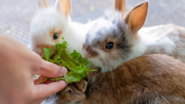 動物村のおまつり