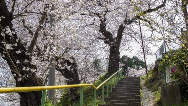 船越南郷公園さくらまつり