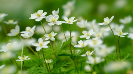 ニリンソウ特別公開