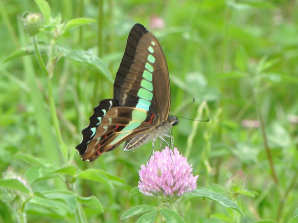 博物館アオスジアゲハ