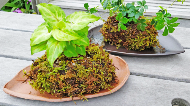 苔玉づくり