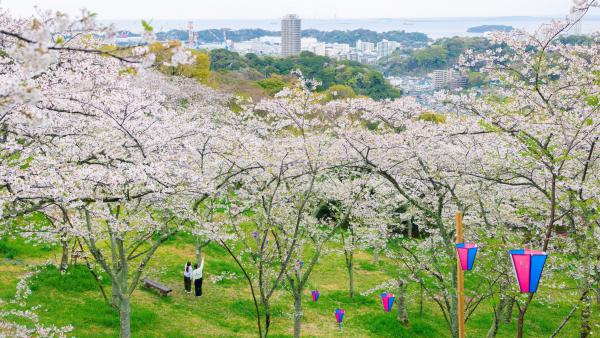 塚山公園さくら祭