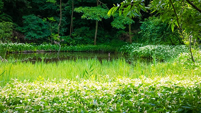 聖なる池1