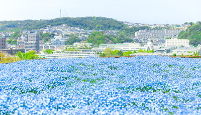 ネモフィラ