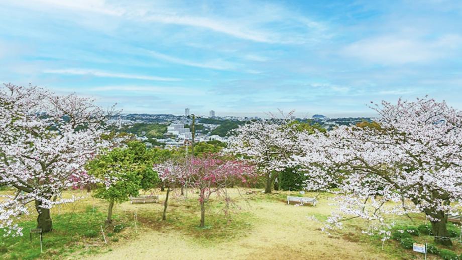 よこすか風景散歩（衣笠山公園）
