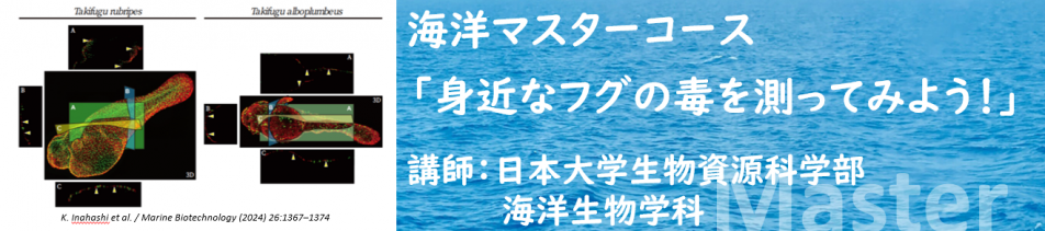 日大帯2