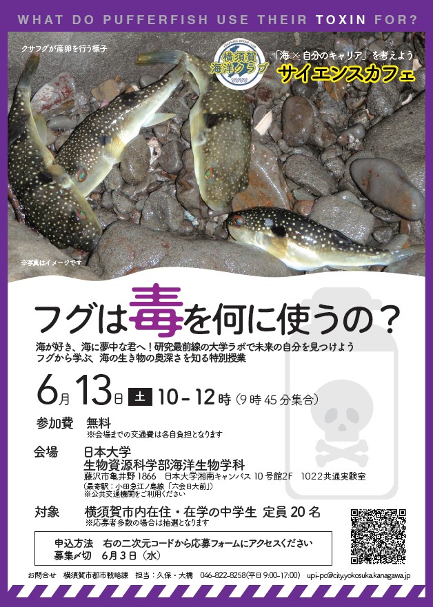 pufferfish_omote