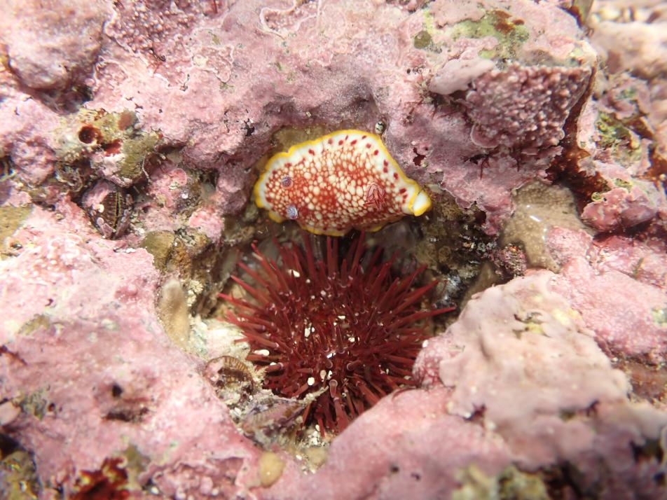 sarasaumiushiandakauni