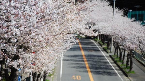 北下浦桜ロードウォーク