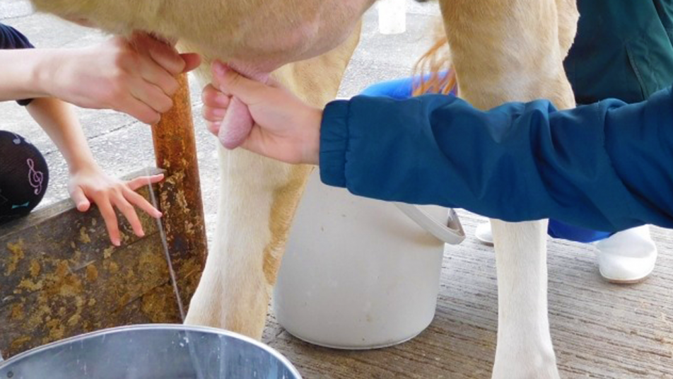 すかなごっそで乳しぼり