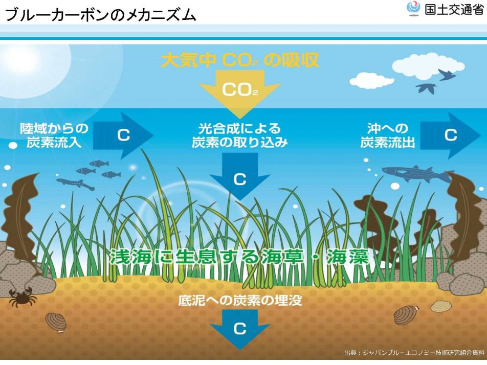 ブルーカーボンのメカニズム(国交省
