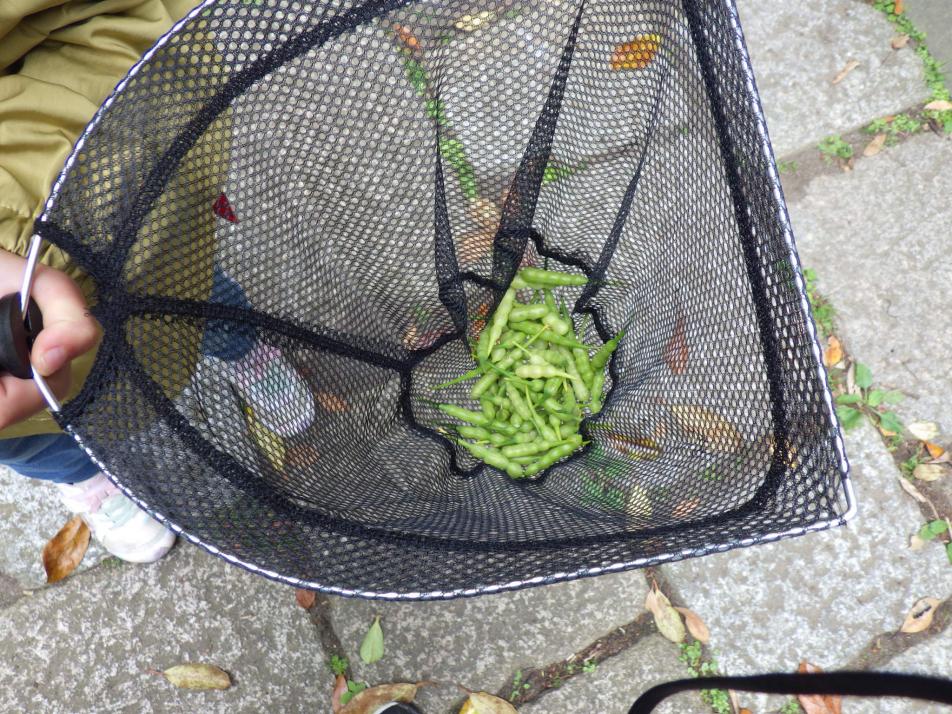 ハマダイコン実