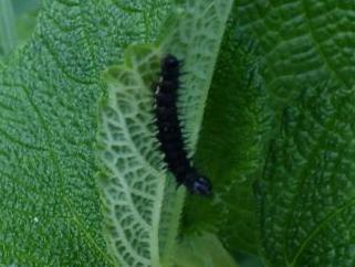 アカタテハ幼虫