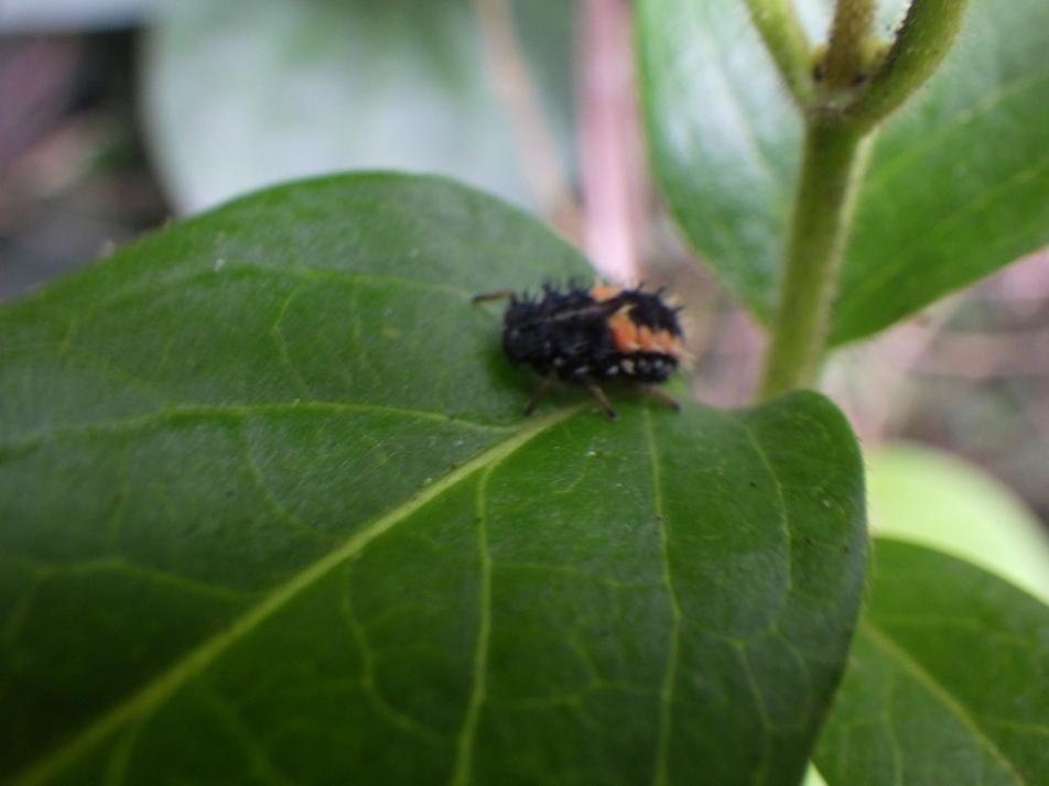 テントウムシ幼虫