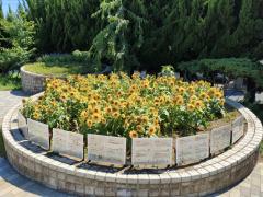 平和中央公園のヒマワリ（画像は令和7年度のもの）