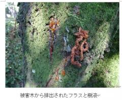 被害木から排出されたフラスと樹液