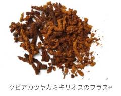 クビアカツヤカミキリのフラス