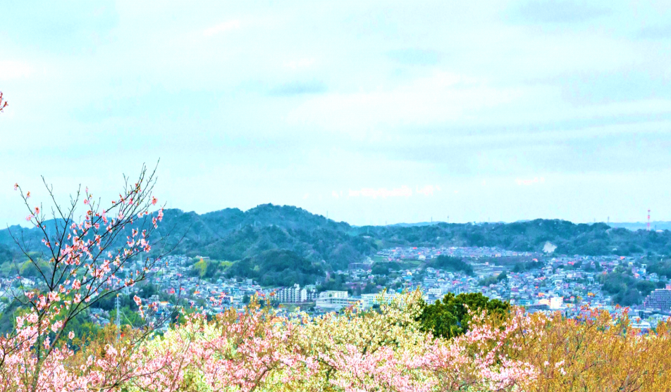 樹林地風景