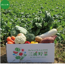 三浦野菜