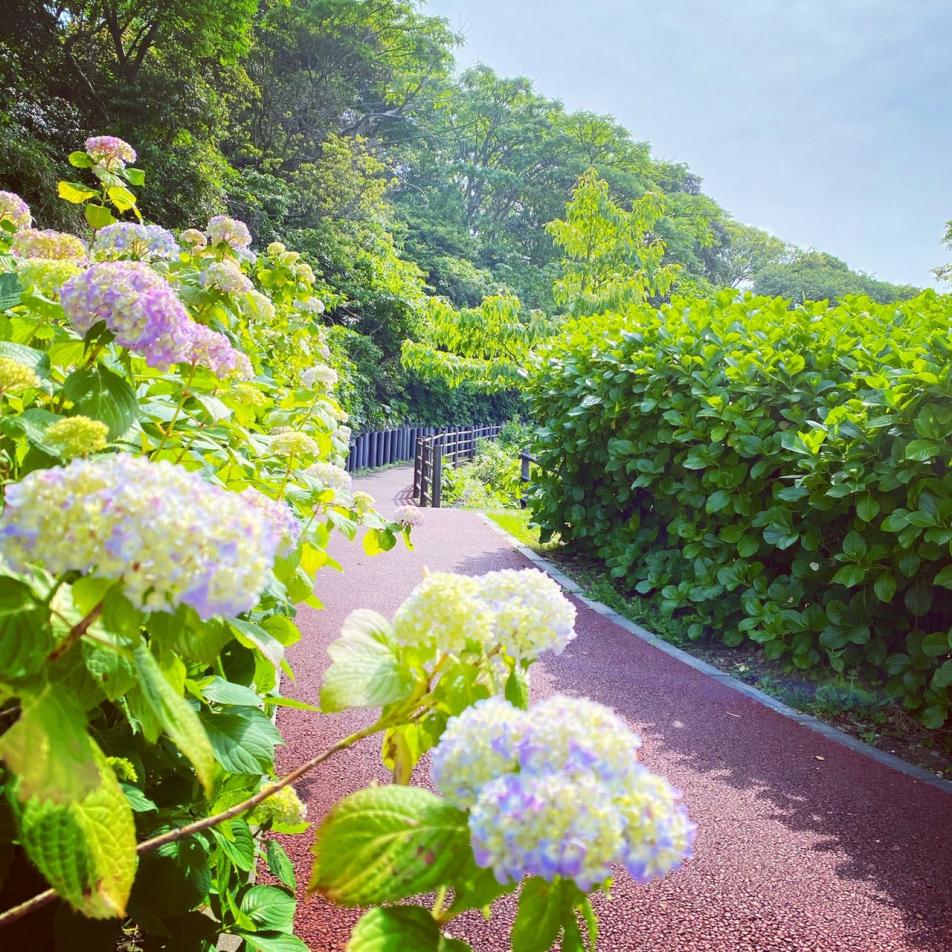 観音崎公園アジサイ