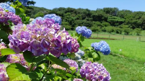 横須賀美術館紫陽花8