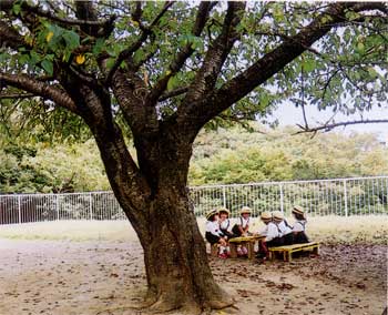 岩波幼稚園園庭の様子