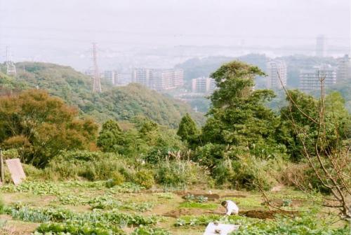 十三峠付近から横須賀港をのぞむ写真