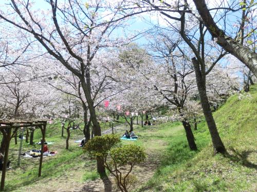 塚山公園さくらのトンネル（平成26年4月5日撮影）