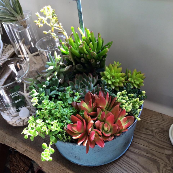 多肉植物