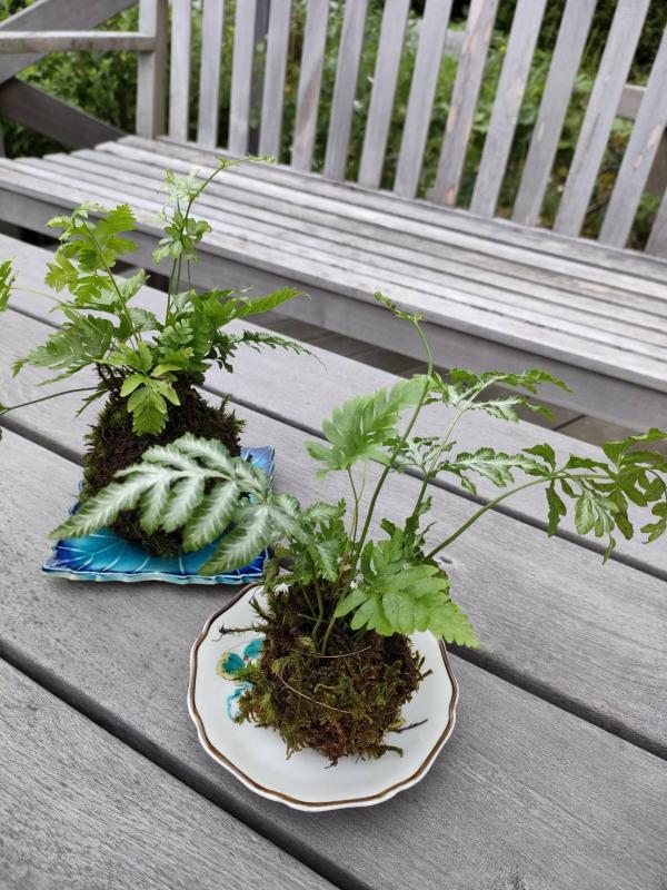 苔玉