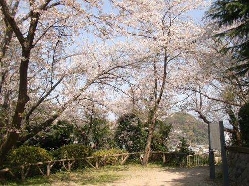 愛宕山の桜1