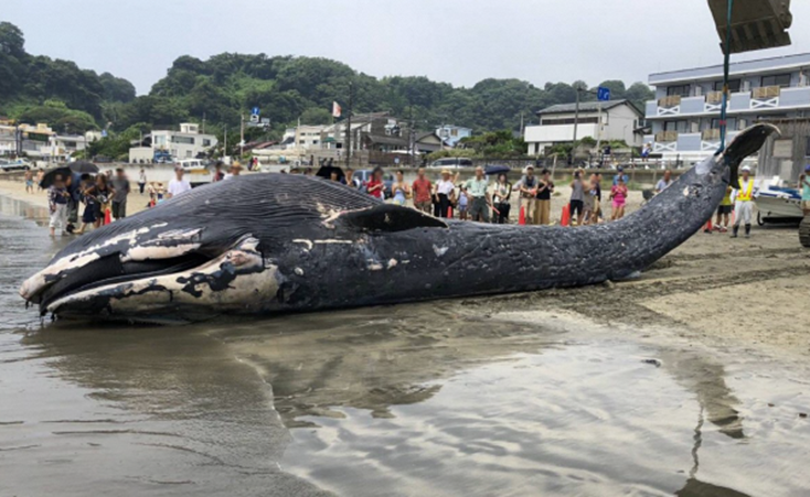 kujira