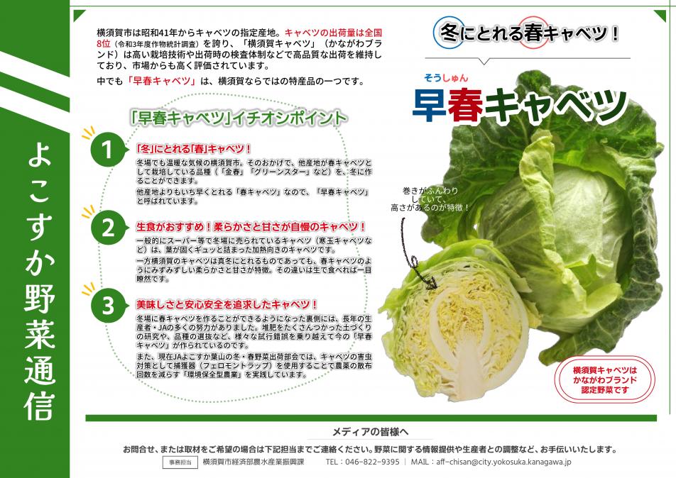 野菜通信（早春キャベツ）