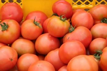 トマト収穫中１