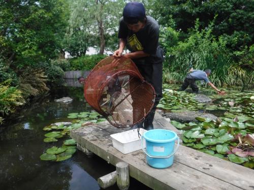 外来生物バスターズとは