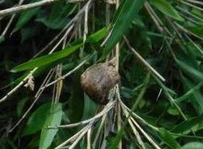 オオカマキリの卵