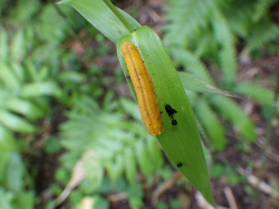 ハバチ幼虫