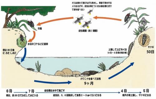 ホタルの一生