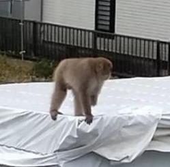 20241025サル