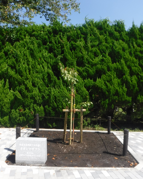 秋篠宮皇嗣殿下お手植え木