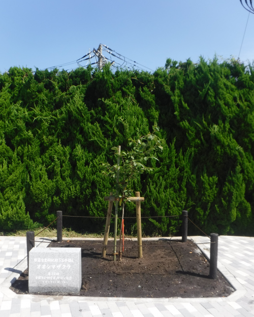 秋篠宮皇嗣妃殿下お手植え木