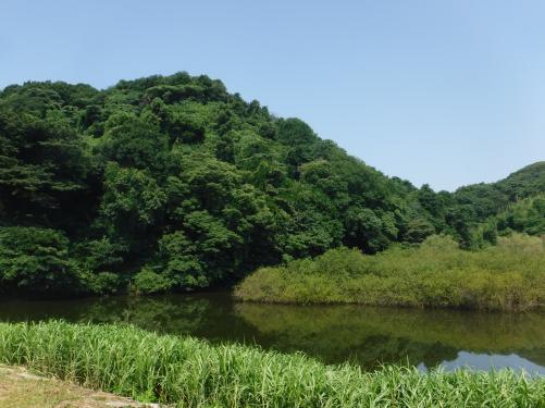 沢山池・春夏