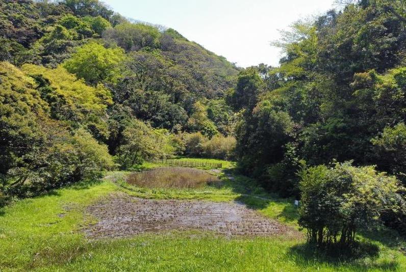 かがみ田緑地全景