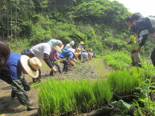 さとたん田植え